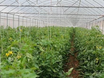 驚！山西某智能農業終于擁有大棚溫濕度監控系統